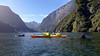 Milford Sound Kayaking With Dolphins