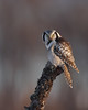 Chouette épervière - Northern hawk-owl