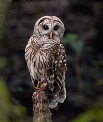 Barred Owl on a Cypress Knee (Explored, April 26, 2024)