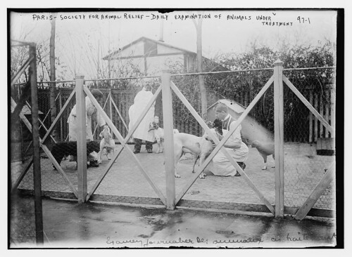 Paris - Society For Animal Relief - Daily Examination of Animals Under Treatment (LOC) ©  The Library of Congress