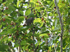 P4241033 (1) Grey Catbird
