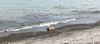 “Seagull on a log at the water on the shore of Lake Ontario view from the waterfront trail in squires beach , cropped photograph , Martins photographs , Ajax , Ontario , Canada , August 7. 2023”