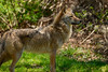 Coyote-Canis latrans