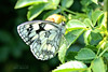 marbled-white (Melanargia galathea) -austria_w_15963613280_o