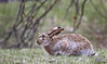 A hare-raising experience