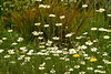 TC8_6357 wild flowers