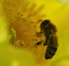 Honey bee on Paeonia ludlowii 3/5