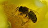 Honey bee on Paeonia ludlowii 5/5