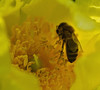 Honey bee on Paeonia ludlowii 1/5