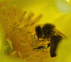 Honey bee on Paeonia ludlowii 4/5