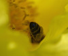 Honey bee on Paeonia ludlowii 2/5