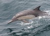 Long-beaked Common Dolphin, Delphinus delphis bairdii