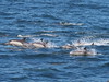 Long-beaked Common Dolphin, Delphinus delphis bairdii