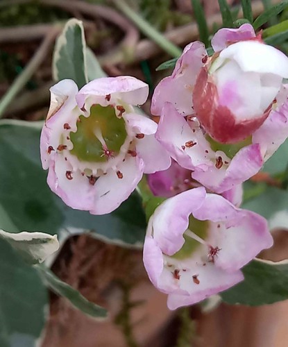 風蠟花 Chamelaucium uncinatum    [香港公園 Hong Kong Park]