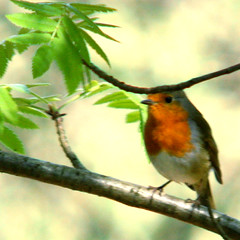 Robin of the woods