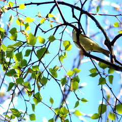 Warbler - Phylloscopus - Some kind of