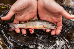 Brook trout fishing in Pendleton County, West Virginia