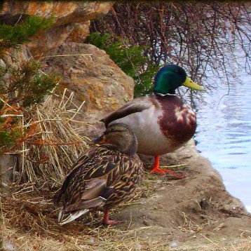 two ducks hiding -- 4-5-08 (2)