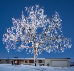 Giant Lighted Oak Tree