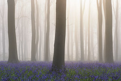 Micheldever Woods, England