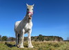 Schimmel Pferd white horse - new up 2020