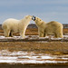 Polar bear greeting