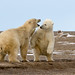 Friendly polar bear sparring