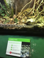 🐍 A Snake in the Grass 🐍 A Snake  Behind Glass London Zoo, England