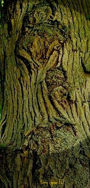 A Linden Tree Trunk 
