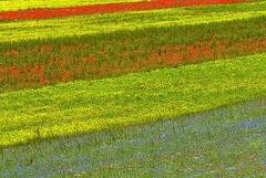 Italy, meadows flowering