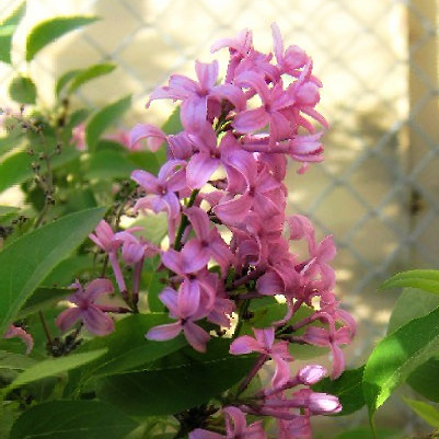 lilacs (in front of wire fence) (pic 3)