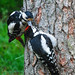 Female great spotted woodpecker feeding young male