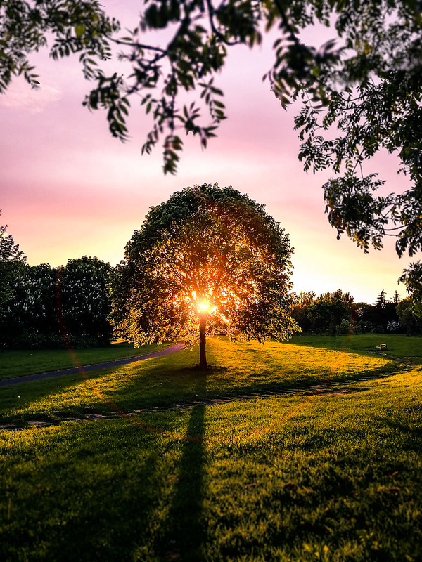 Sunset in the park - Dublin, Ireland - Landscape photography<br/>© <a href="https://flickr.com/people/87690240@N03" target="_blank" rel="nofollow">87690240@N03</a> (<a href="https://flickr.com/photo.gne?id=27300605837" target="_blank" rel="nofollow">Flickr</a>)
