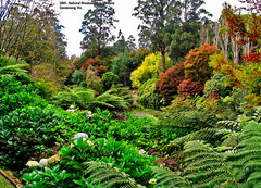 April 2005 - National Rhododendron Gardens at Olinda in the Dandenong Mountains, Victoria, Australia
