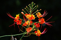 Flower seen in Cameroon in 2011