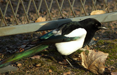 Eurasian magpie, common magpie, Pica pica, skata