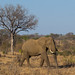 Elephant at Kruger National Park
