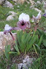 Iris bismarckiana (Nazareth Iris) 1
