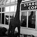 Starbucks Giraffe