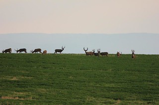 Wyoming Elk Hunt and Mule Deer Hunt 24