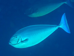 Sleek unicornfish (Naso hexacanthus)