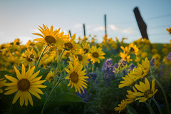 Dalles Mountain Ranch