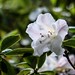 Japanese Tea Garden 5/9/19 #sanfrancisco #goldengatepark #flowers
