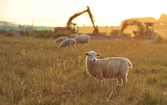 Stonehenge, Schaf auf der Baustelle I
