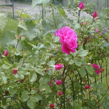 pink roses next door -- 5-28-07