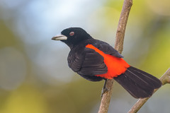 Scarlet-rumped Tanager (m)