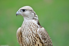 Anglų lietuvių žodynas. Žodis falco reiškia <li>Falco</li> lietuviškai.