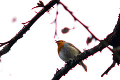 Robin sings