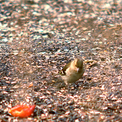 Common chaffinch (f), Fringilla coelebs, Bofink