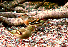Chaffinch (female) and Brambling (male)